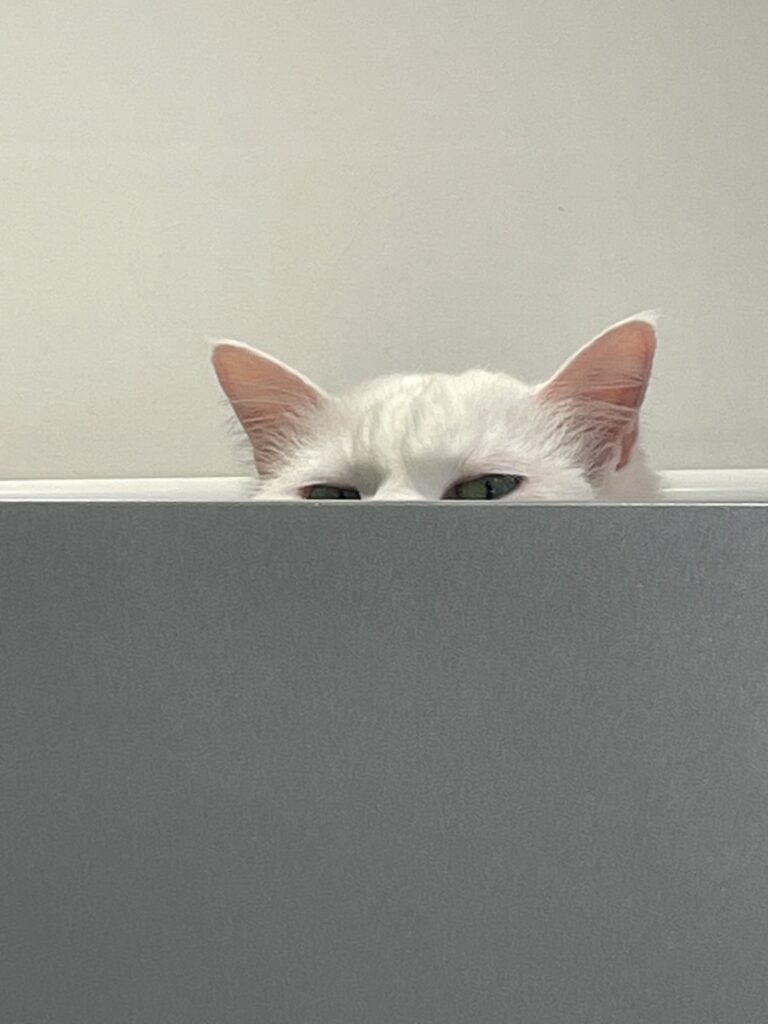 白い猫　看板猫　まりぃ