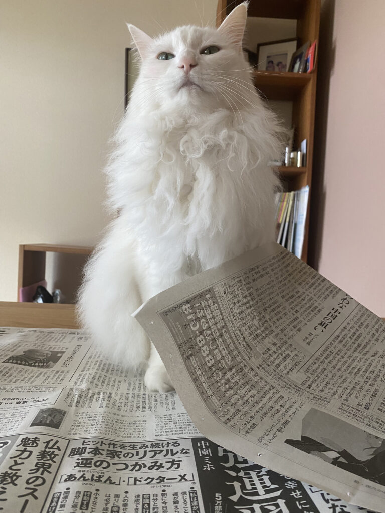 猫