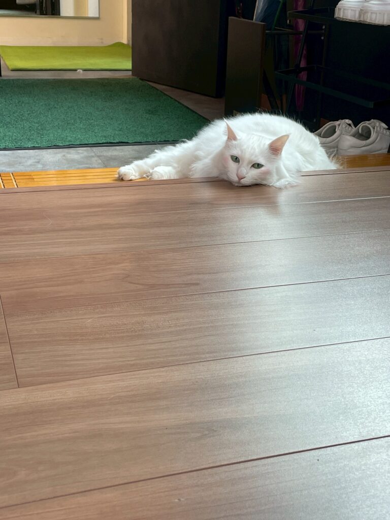 看板猫まりぃ