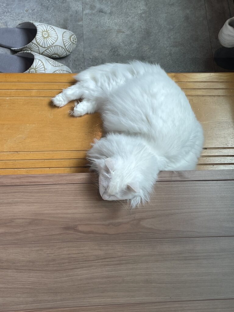 看板猫まりぃ