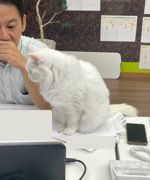 看板猫まりぃ、今日も“お仕事応援”中です🐾