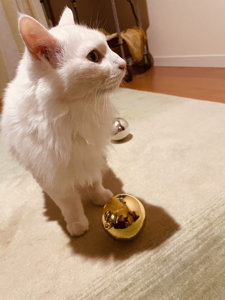 クリスマス ショールーム