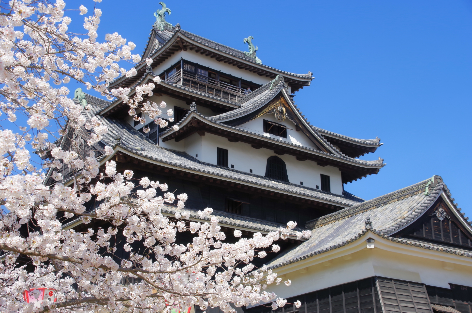 桜と城