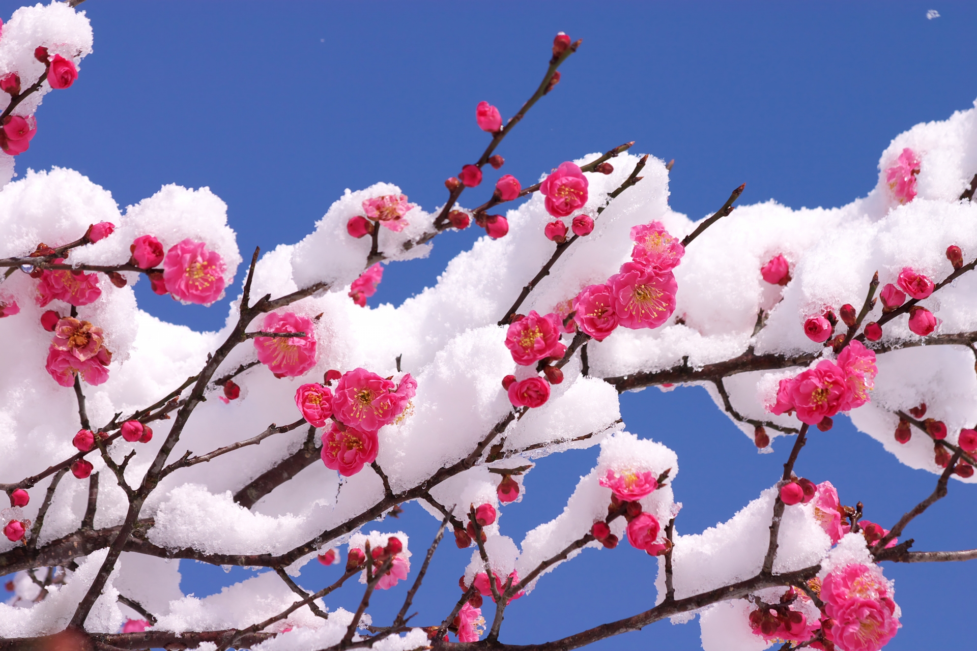 新年を彩る、凛とした冬の花