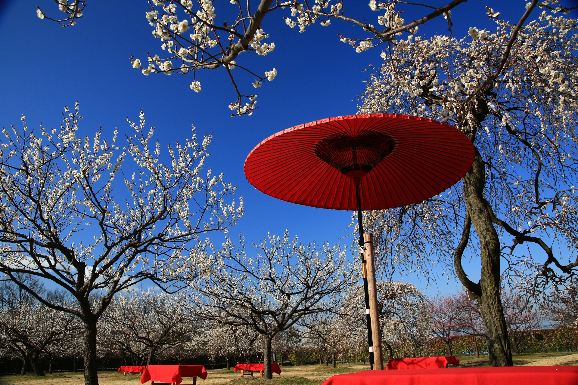 唐傘と梅の花