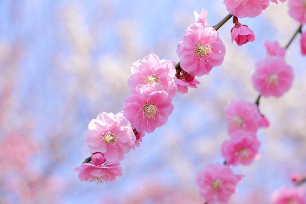 3月、春の訪れと家族の成長🌸